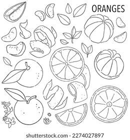 Frische Orangen-Mandarinentangerine für Gewebe, Zeichnen von Etiketten, Druck auf dem Obsthintergrund. Scheiben von orangefarbenen Zitrusfrüchten im Doodle-Stil. handgezeichnet mit orangefarbenen Früchten. Kollektion von Lebensmittelelementen.