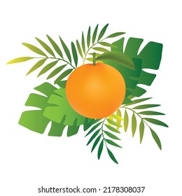 fresh oranges tropical vector illustration on white background With Plants Leaves Line Art Monstera Plants Nature (tropical Fruits) Icon Vector Illustration