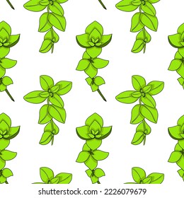 Fresh oregano or marjoram vector seamless pattern