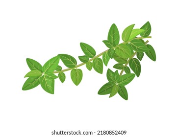 Fresh oregano or marjoram vetocchi with leaves, vector illustration isolated on white background