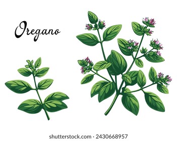 Fresh oregano or marjoram vetocchi with leaves isolated on white background. Vector illustration in eps 10. Suitable for menu, recipe and cookbook 