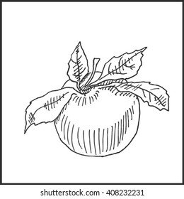 Fresh organic apple  vector illustration, for fruits and vegetables market business design. 