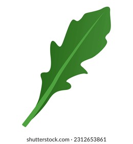Fresh organic arugula leaf isolated, healthy food concept