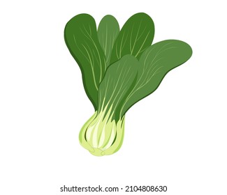 Fresh organic bok choy or Pak choi or Chinese petiole cabbage isolated on white background. Hand drawing flat vector illustration