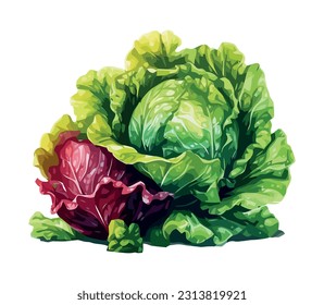 Fresh organic cabbage, healthy vegetarian meal icon isolated