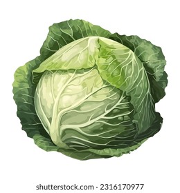 Fresh organic cabbage, healthy vegetarian meal icon isolated