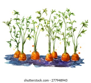 Fresh organic carrots growing in soil.  Watercolor. Hand painted.