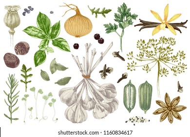 Fresh organic colorful hand drawn herbs and spices set. Vector illustration in vintage style