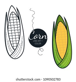 Fresh organic corn isolated on white background with line art