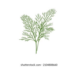 Fresh organic dill  isolated on white background hand drawn flat vector illustration.