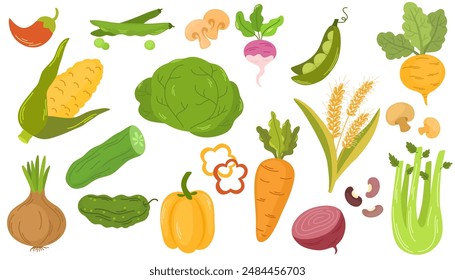 Fresh organic farm vegetables set. Healthy vegetarian food. Autumn harvest of pumpkin, carrot, onion, asparagus, corn, peas. Colored flat vector illustration of veggies isolated on white background