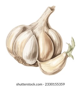 Fresh organic garlic clove, a healthy seasoning icon isolated