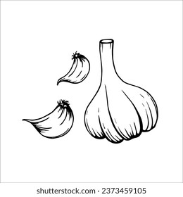 Fresh organic garlic cloves and bulb, vector illustration, doodle and graphic, sketch of spicy garlic cloves. Product design elements, cards, packaging, fabric and goods.