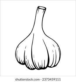 Fresh organic garlic cloves and bulb, vector illustration, doodle and graphic, sketch of spicy garlic cloves. Product design elements, cards, packaging, fabric and goods.