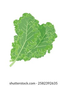 Fresh organic green kale leaf vegetable vector illustration stock illustration