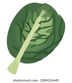 Fresh organic lettuce design over white