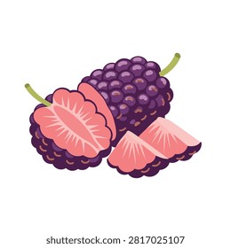 Fresh organic mulberries vector illustration featuring whole fruit and sliced half isolated on white