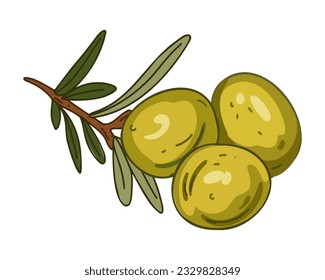 fresh organic olives on a branch with leaves, vector illustration