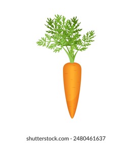 Fresh organic orange carrot, tuber and green leaves of ripe vegetable vector illustration