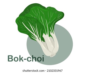 Fresh organic pak choi or Bok choy or Chinese petiole cabbage isolated on white background. Hand drawing flat vector illustration