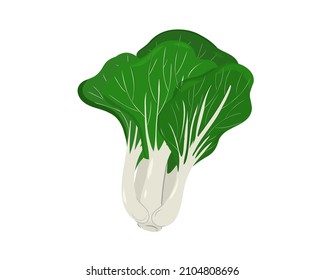 Fresh organic pak choi or Bok choy or Chinese petiole cabbage isolated on white background. Hand drawing flat vector illustration