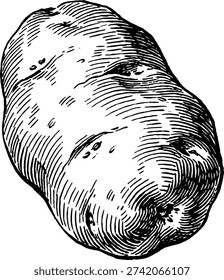Fresh Organic Potato Root Vegetable Captured In Detailed Vintage Black And White Botanical Sketch Style