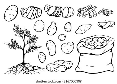 Fresh organic potatoes peeled and sliced set. Monochrome chips, french fries, whole root potatoes for farm market and shop design. Vector outline illustration isolated on white background.