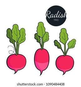 Fresh organic radish isolated on white background