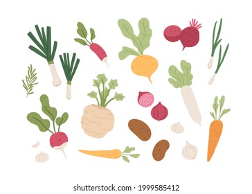 Fresh organic root vegetables. Set of healthy farm food. Carrot, onion, radish, daikon, garlic, beet and potato tubers. Summer harvest. Colored flat vector illustration isolated on white background