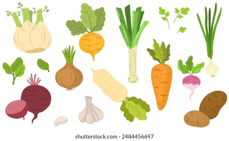 Fresh organic root vegetables. Set of healthy farm food. Carrot, onion, radish, daikon, garlic, beet and potato tubers. Summer harvest. Colored flat vector illustration isolated on white background