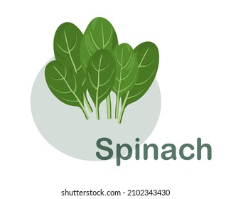 Ilustración vectorial plana dibujada por espinacas.