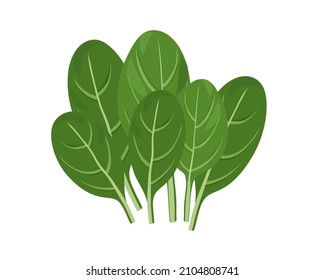 Fresh organic spinach isolated on white background hand drawn flat vector illustration.