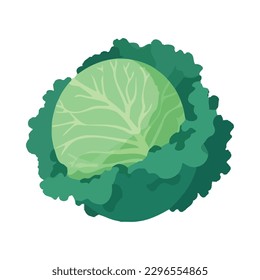 Fresh organic vegetable cabbage healthy eating icon isolated