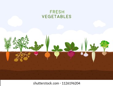 Fresh Organic Vegetable Garden On Blue Sky Background. Garden With Different Kind Root Veggies. Set Vegetables Plant Growing Underground: Carrot, Onion, Potatoes, Radish, Daikon, Beet, Garlic, Celery.