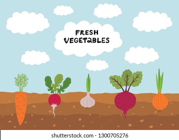 Fresh organic vegetable garden on blue sky background. Set vegetables plant growing underground carrot, onion, garlic, radish, beet.