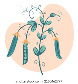 Fresh organic vegetables-peas. Vector illustration, Healthy vegetarian food
