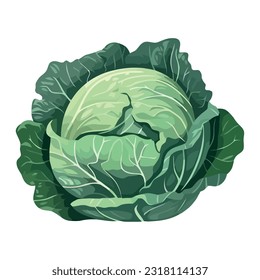 Fresh organic vegetarian cabbage, healthy meal icon isolated