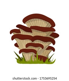 Fresh oyster mushroom branch isolated on white. Wild foraged, organic food, natural vegetarian product, agricultural nutrition. Culinary ingredient flat design. Vector cartoon illustration