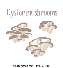 Fresh Oyster mushrooms. Healthy nutrition product. Vector hand drawn flat isolated illustration with hand written lettering for your design on white background.