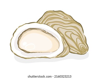 Fresh oyster on a white background, Food hand drawn, vector illustration.