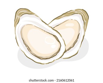 Fresh oyster on a white background, Food hand drawn, vector illustration.