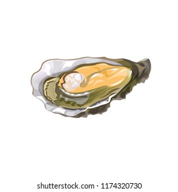 Fresh oyster with shell. Vector illustration isolated on white background