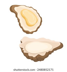 Fresh oyster in shells. Open shellfish delicacy, seafood. Gourmet appetizer. Delicious raw seafood delicatessen. Flat vector illustration isolated on white background