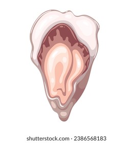 Fresh oyster vector illustration. Cartoon isolated top view of one open clam on shell, raw bivalve mollusc and marine animal, cold uncooked delicatessen seafood and ingredient of luxury appetizer