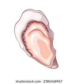 Fresh oyster vector illustration. Cartoon isolated top view of one open clam on shell, raw bivalve mollusc and marine animal, cold uncooked delicatessen seafood and ingredient of luxury appetizer