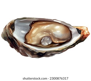 Fresh oyster vector illustration over white