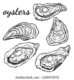 Fresh oysters. Black and white graphic design. Sea food. Vector illustration. Hand drawn oyster isolated on white background. sketch style