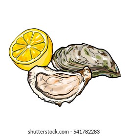 Fresh oysters with half of lemon vector illustration isolated on white background. Hand drawn sketch style illustration. Luxury food, appetizer