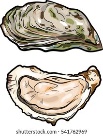 fresh oysters, luxury seafood. Vector illustration of oysters isolated on white background. 