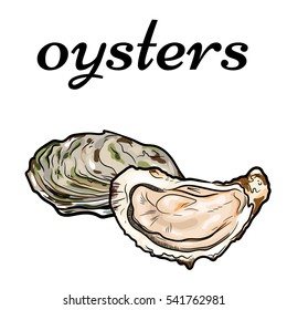 Fresh Oysters, Luxury Seafood. Vector Illustration Of Oysters Isolated On White Background. 